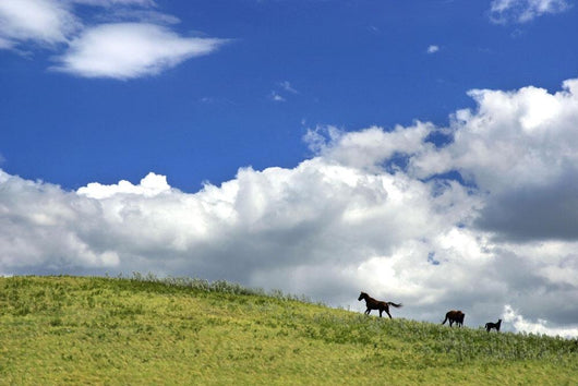 Horses Galloping On Hill Wall Mural