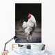 Rooster On A Fence Wall Mural
