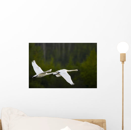 Geese In Flight Wall Mural
