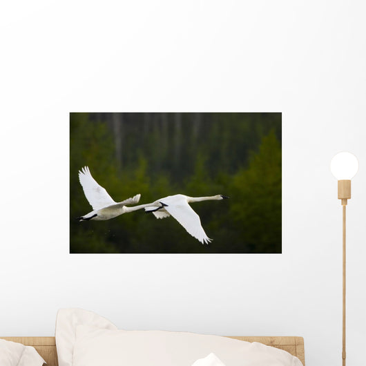 Geese In Flight Wall Mural