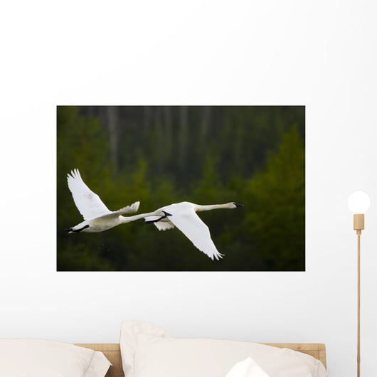 Geese In Flight Wall Mural