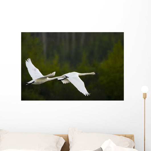 Geese In Flight Wall Mural