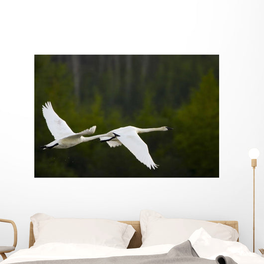 Geese In Flight Wall Mural