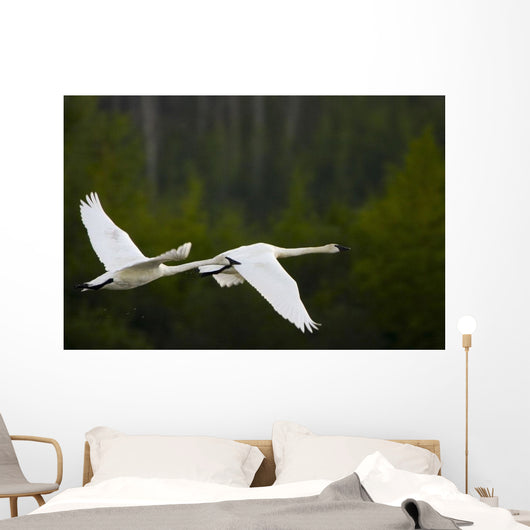 Geese In Flight Wall Mural