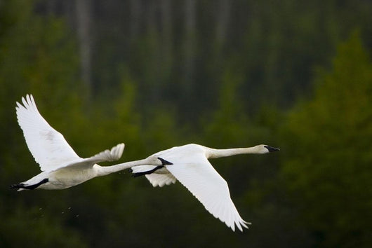 Geese In Flight Wall Mural