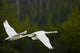 Geese In Flight Wall Mural