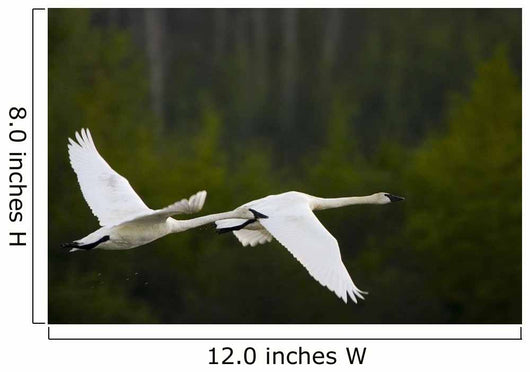 Geese In Flight Wall Mural