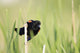 Bird Perched On Twig Wall Mural