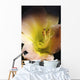 Flower With Dew Wall Mural