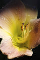 Flower With Dew Wall Mural