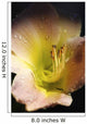 Flower With Dew Wall Mural
