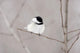 Bird On A Branch Wall Mural