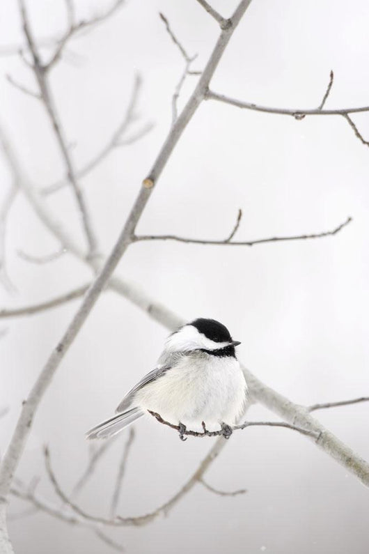 Bird On A Branch Wall Mural