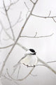 Bird On A Branch Wall Mural