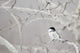 Small Bird On Tree Branch Wall Mural