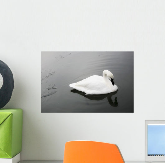 Swan In Calm Water Wall Mural