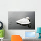 Swan In Calm Water Wall Mural