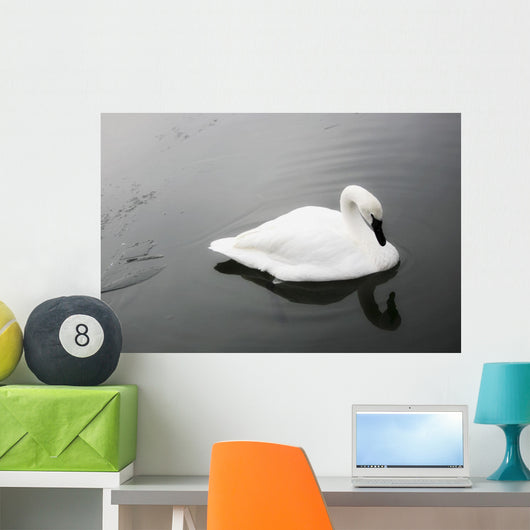 Swan In Calm Water Wall Mural