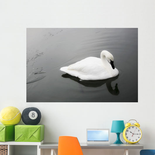 Swan In Calm Water Wall Mural