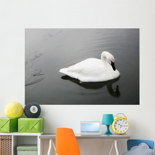 Swan In Calm Water Wall Mural