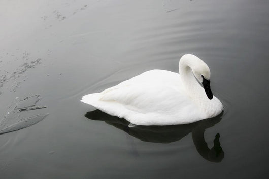 Swan In Calm Water Wall Mural