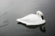 Swan In Calm Water Wall Mural