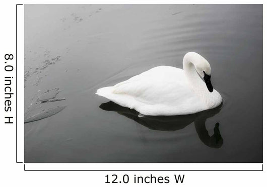 Swan In Calm Water Wall Mural