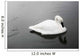 Swan In Calm Water Wall Mural