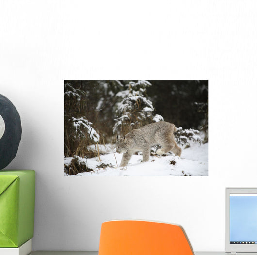 Lynx In The Snow Wall Mural