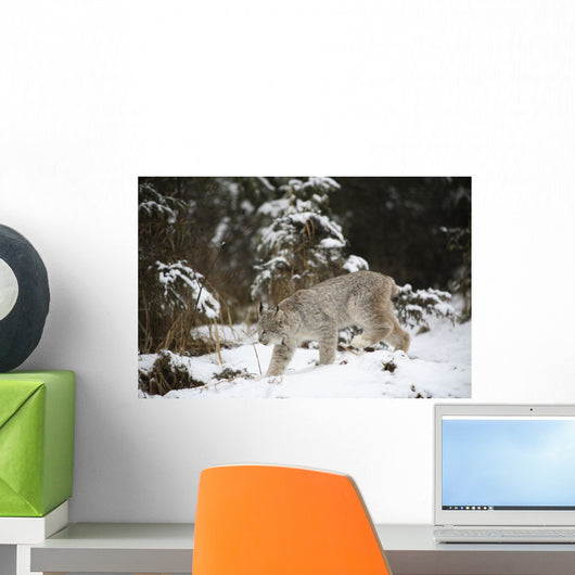 Lynx In The Snow Wall Mural