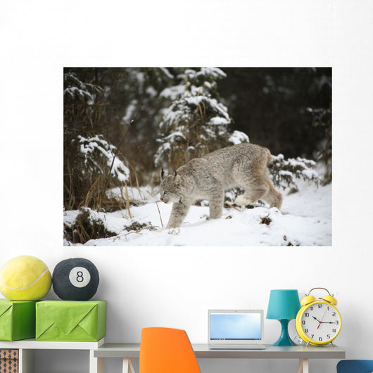 Lynx In The Snow Wall Mural