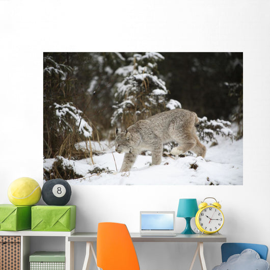 Lynx In The Snow Wall Mural