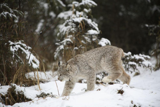 Lynx In The Snow Wall Mural