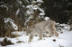 Lynx In The Snow Wall Mural