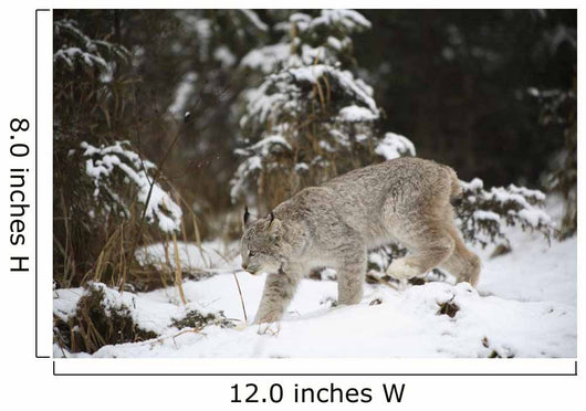 Lynx In The Snow Wall Mural