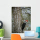 Pileated Woodpecker Wall Mural