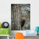 Pileated Woodpecker Wall Mural