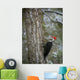Pileated Woodpecker Wall Mural