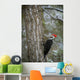 Pileated Woodpecker Wall Mural