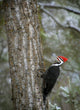 Pileated Woodpecker Wall Mural