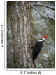 Pileated Woodpecker Wall Mural