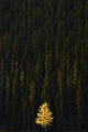 Yellow Tree In Green Forest Wall Mural
