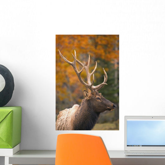 Bull Elk, Jasper National Park, Alberta, Canada Wall Mural