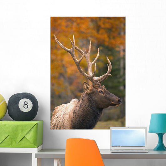 Bull Elk, Jasper National Park, Alberta, Canada Wall Mural