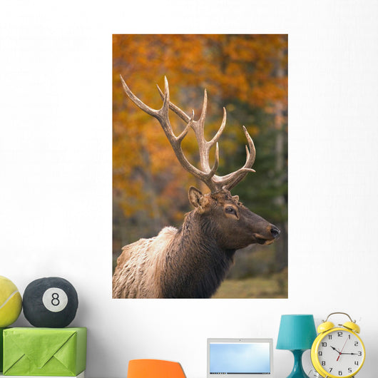 Bull Elk, Jasper National Park, Alberta, Canada Wall Mural
