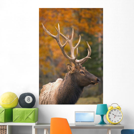 Bull Elk, Jasper National Park, Alberta, Canada Wall Mural
