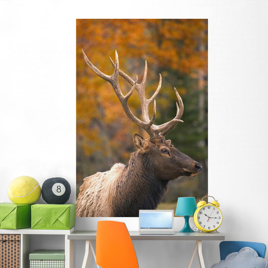 Bull Elk, Jasper National Park, Alberta, Canada Wall Mural