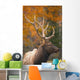 Bull Elk, Jasper National Park, Alberta, Canada Wall Mural