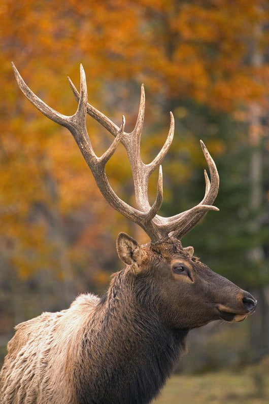 Bull Elk, Jasper National Park, Alberta, Canada Wall Mural