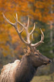 Bull Elk, Jasper National Park, Alberta, Canada Wall Mural
